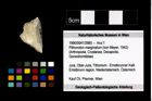 Foto (Objekt + Etikett) von Pithonoton marginatum (von Meyer, 1842)  (NHMW-GEO-1990-0041-2985)
